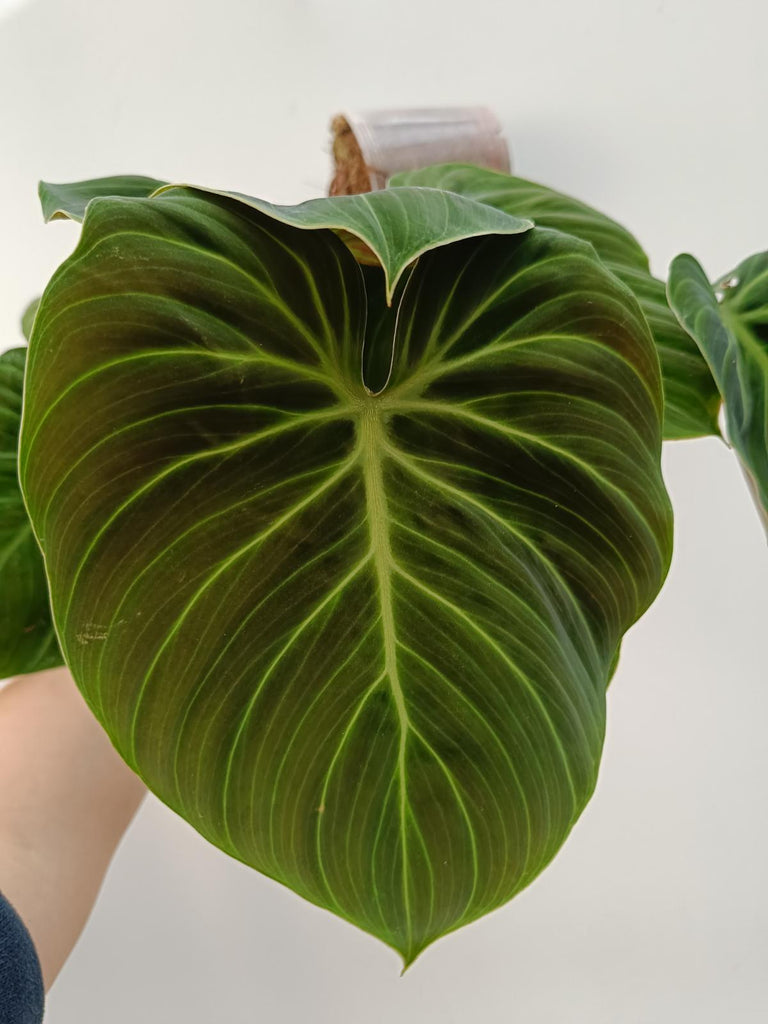 Philodendron rubrijuvenbile el choco red