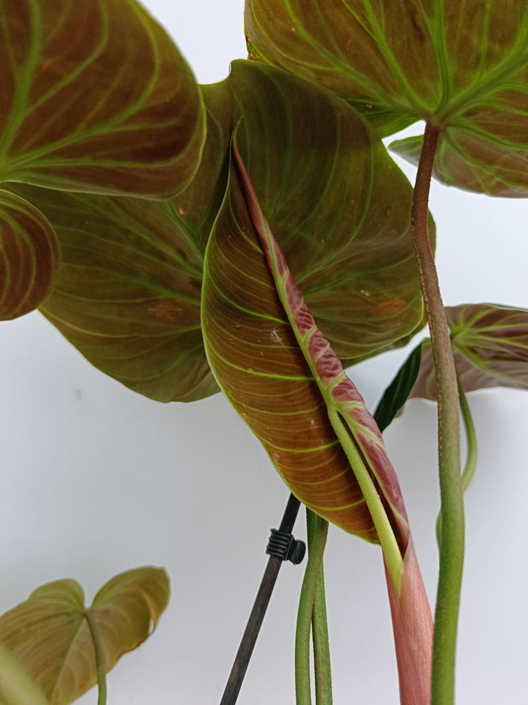 Philodendron rubrijuvenile el choco red