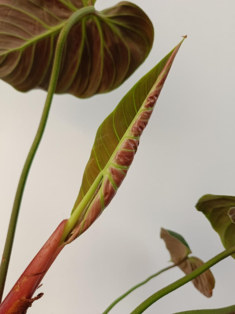 Philodendron rubrijuvenile el choco red