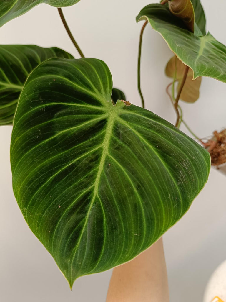 Philodendron rubrijuvenbile el choco red