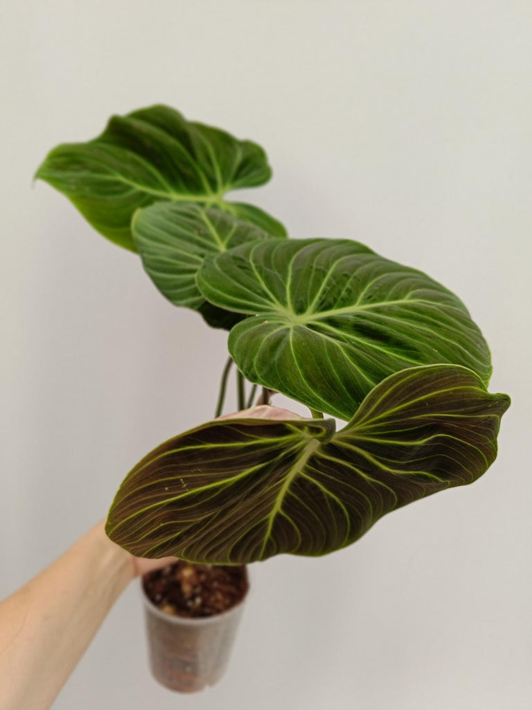 Philodendron rubrijuvenile el choco red