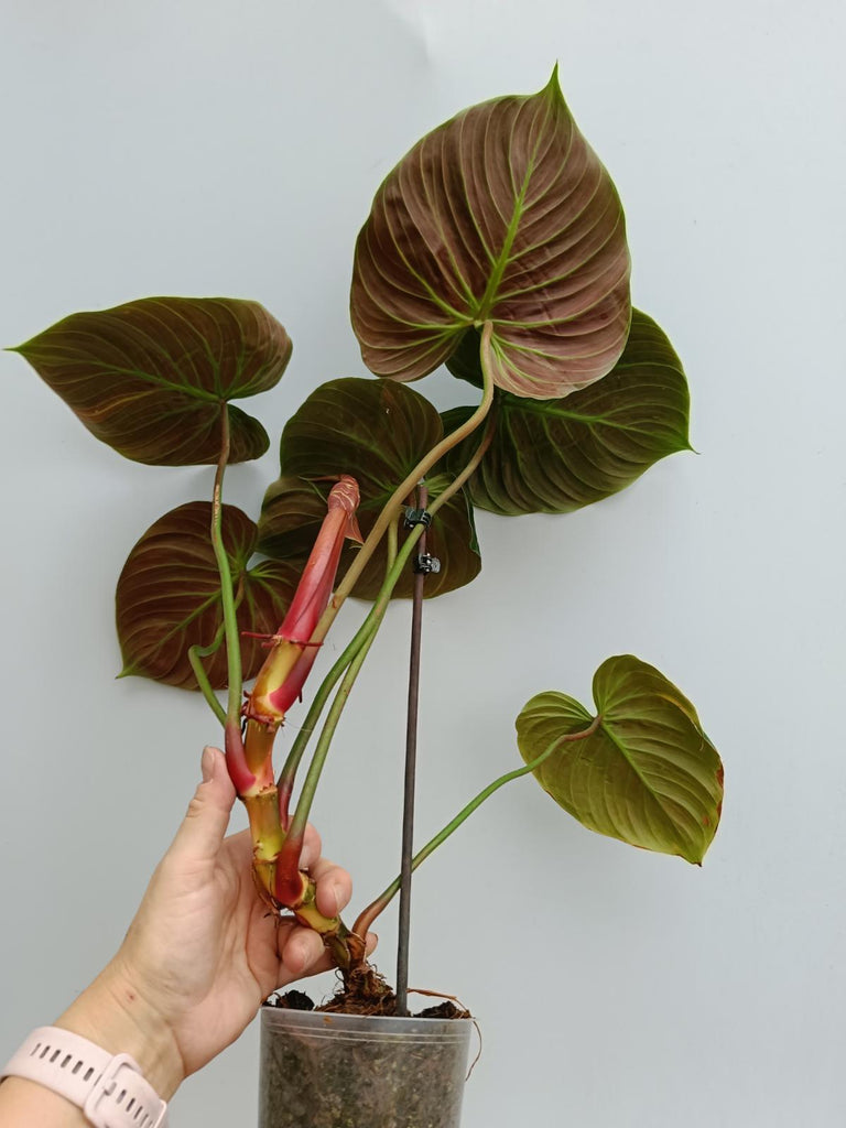 Philodendron rubrijuvenile el choco red