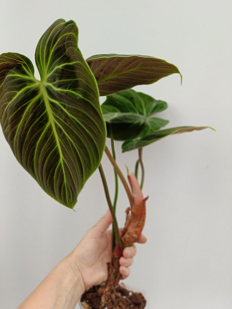 Philodendron rubrijuvenile el choco red