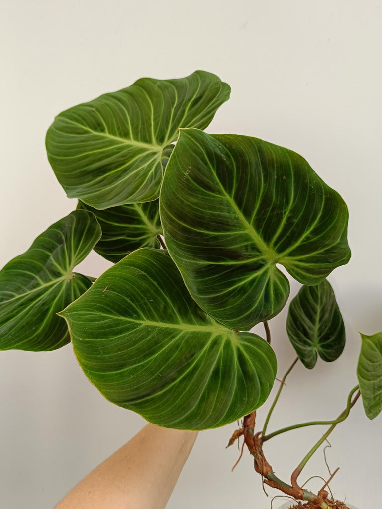 Philodendron rubrijuvenbile el choco red