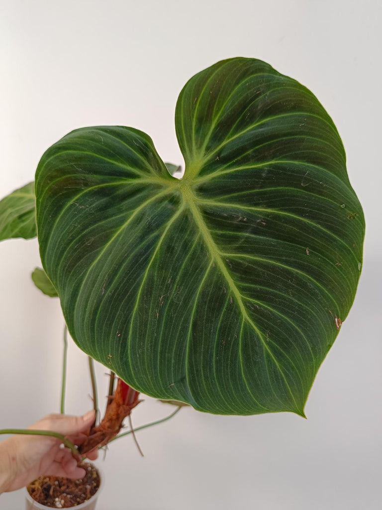 Philodendron rubrijuvenile el choco red