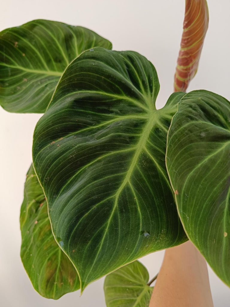 Philodendron rubrijuvenile el choco red