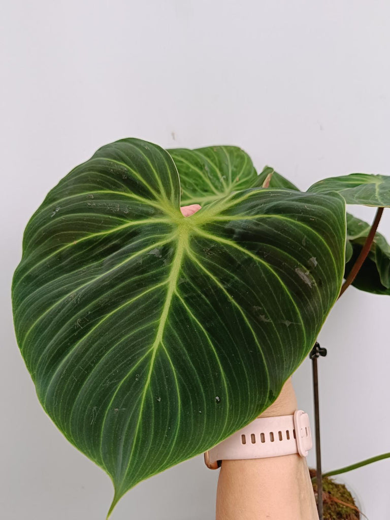 Philodendron rubrijuvenile el choco red