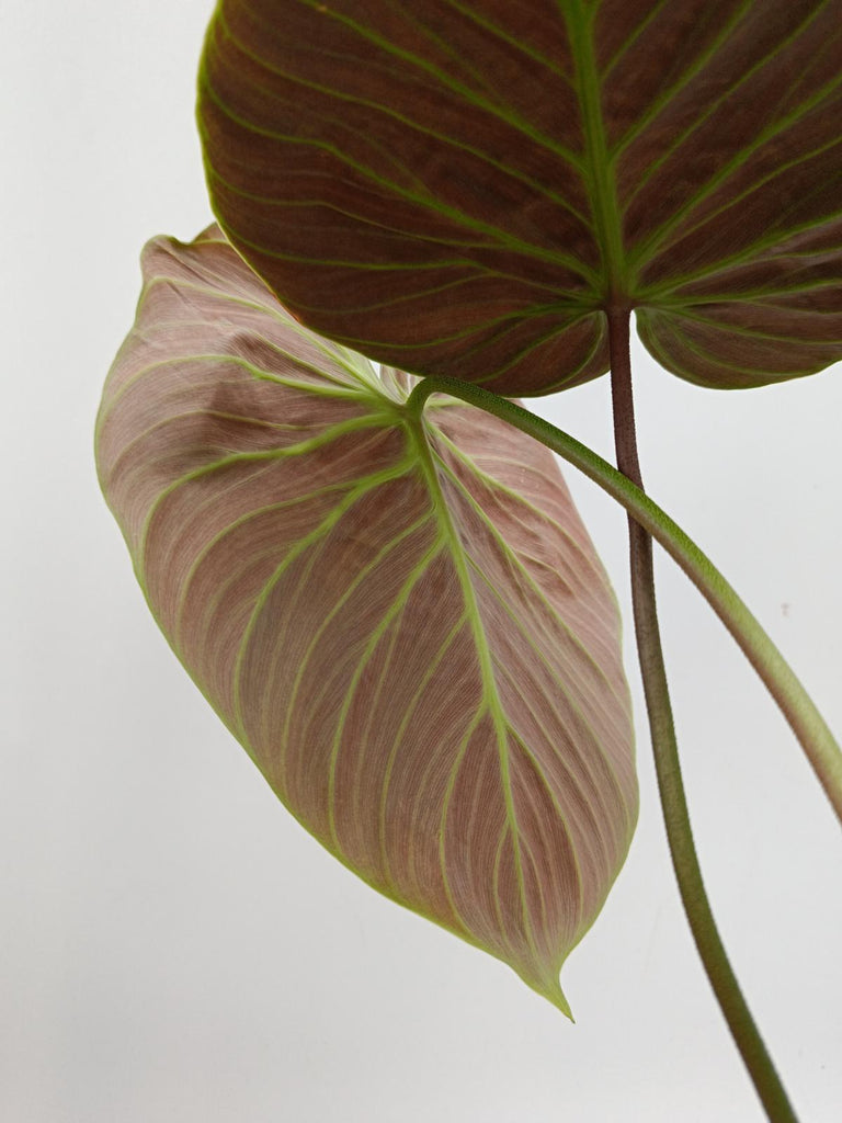 Philodendron rubrijuvenile el choco red