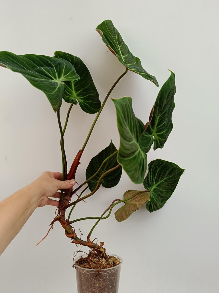 Philodendron rubrijuvenbile el choco red