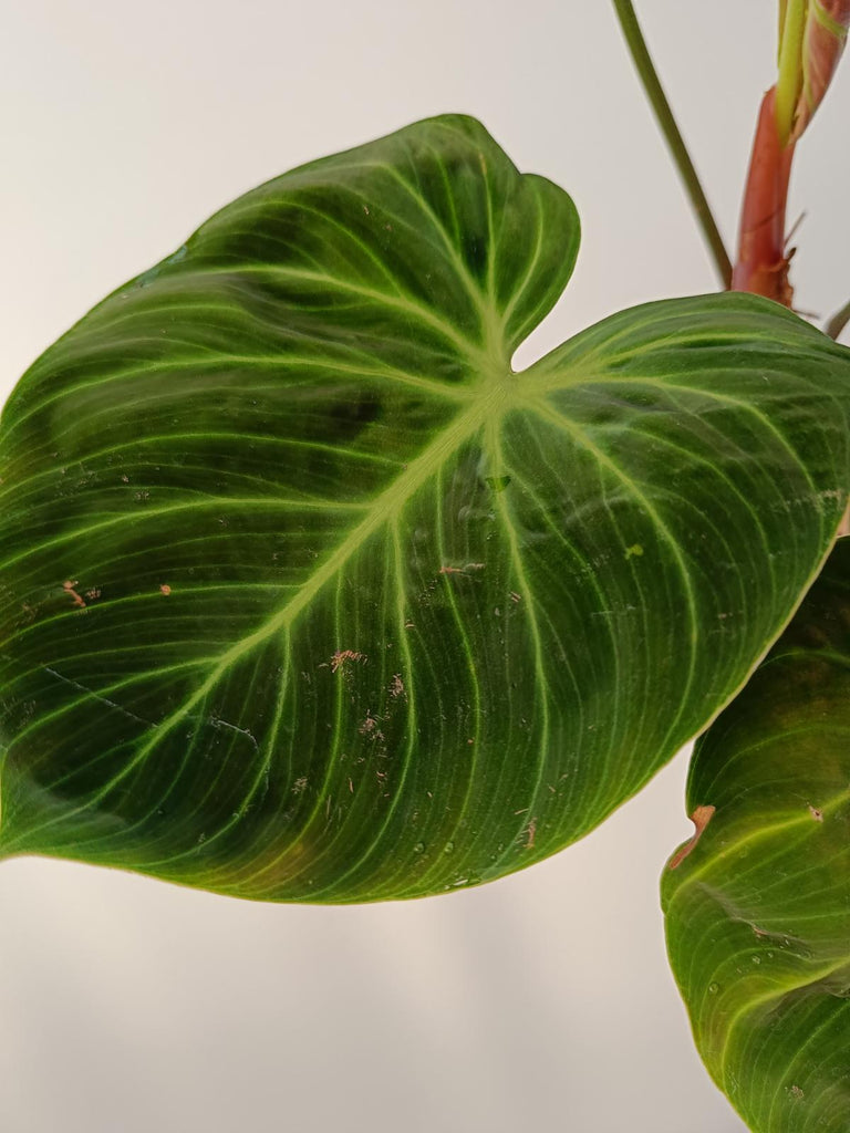 Philodendron rubrijuvenile el choco red