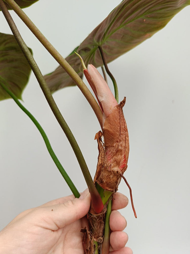 Philodendron rubrijuvenile el choco red