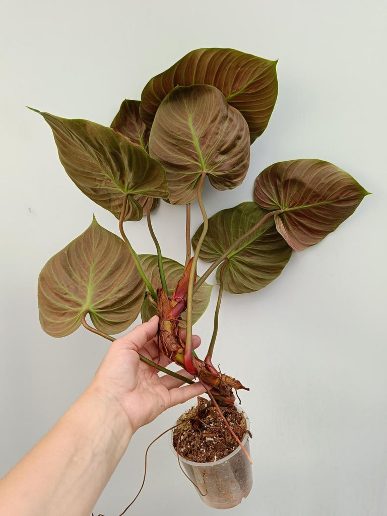 Philodendron rubrijuvenbile el choco red