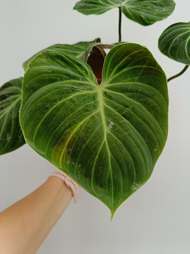 Philodendron rubrijuvenile el choco red