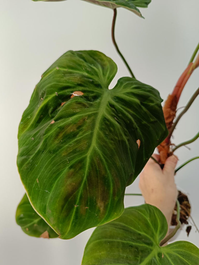 Philodendron rubrijuvenile el choco red