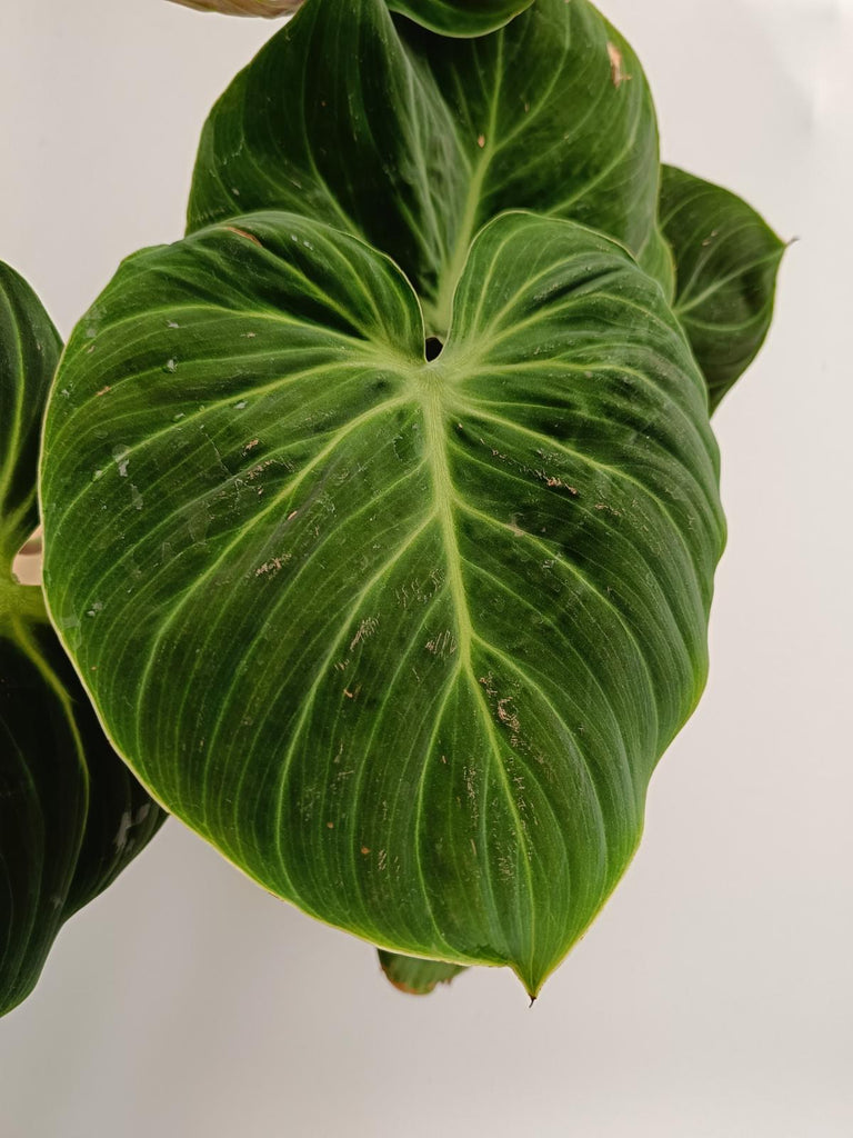 Philodendron rubrijuvenile el choco red