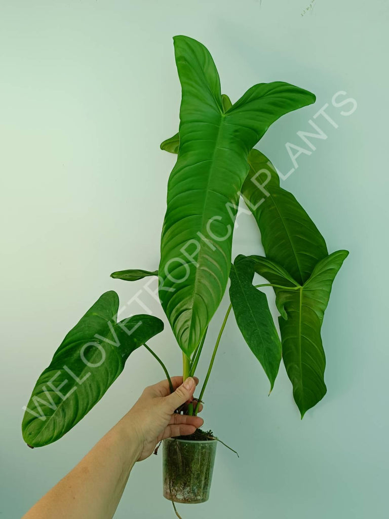 Philodendron sharoniae mosquera