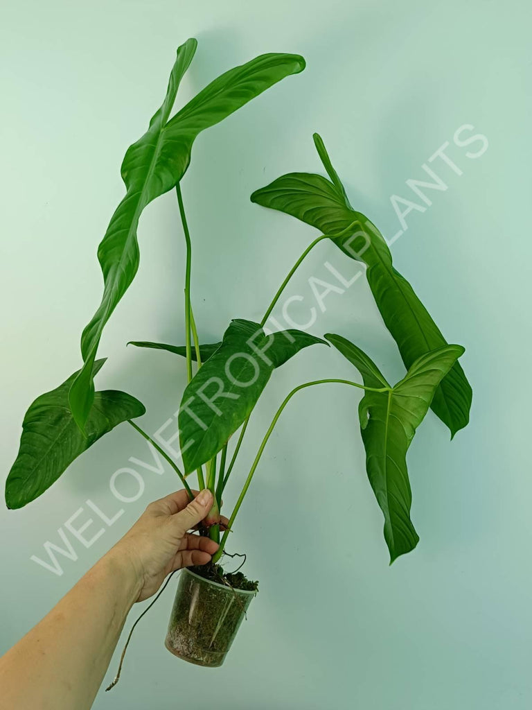 Philodendron sharoniae mosquera