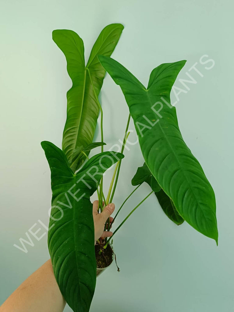 Philodendron sharoniae mosquera