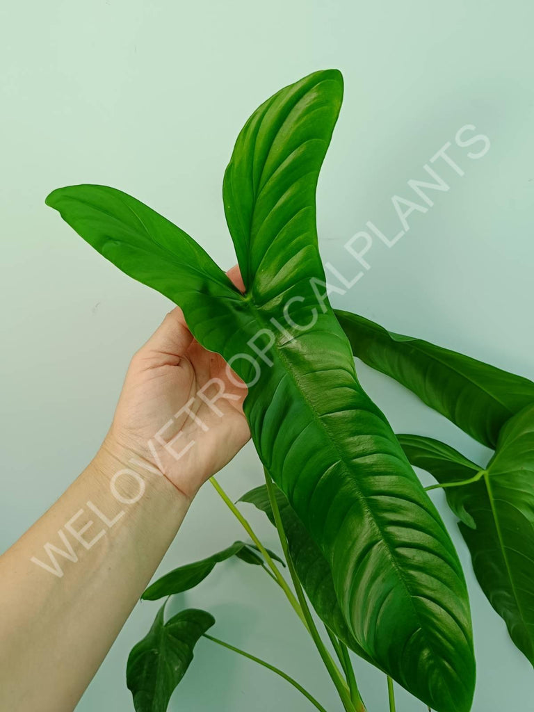 Philodendron sharoniae mosquera