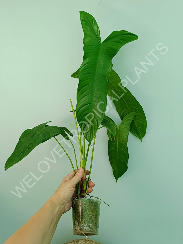 Philodendron sharoniae mosquera