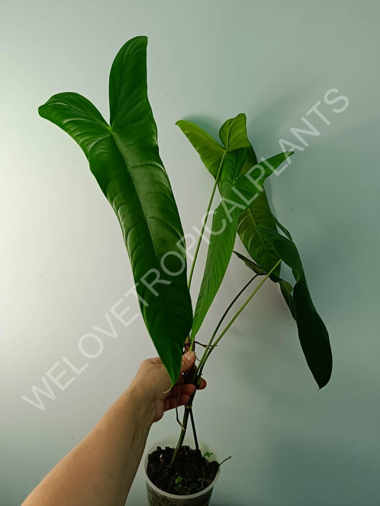 Philodendron sharoniae mosquera XXL