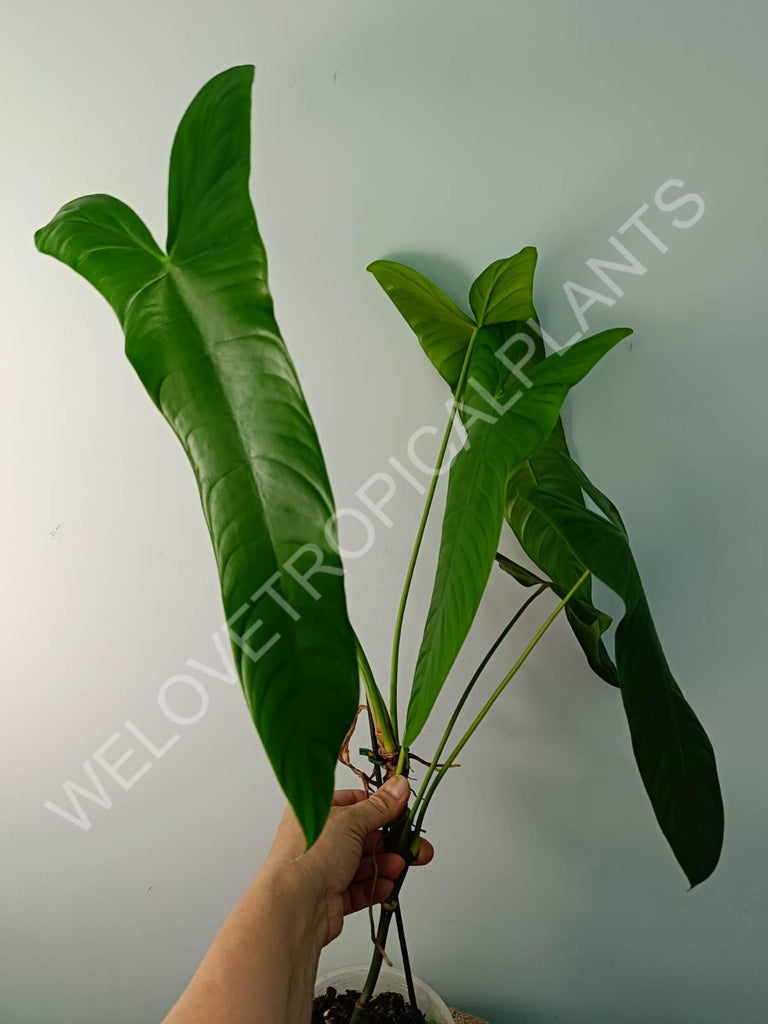 Philodendron sharoniae mosquera XXL