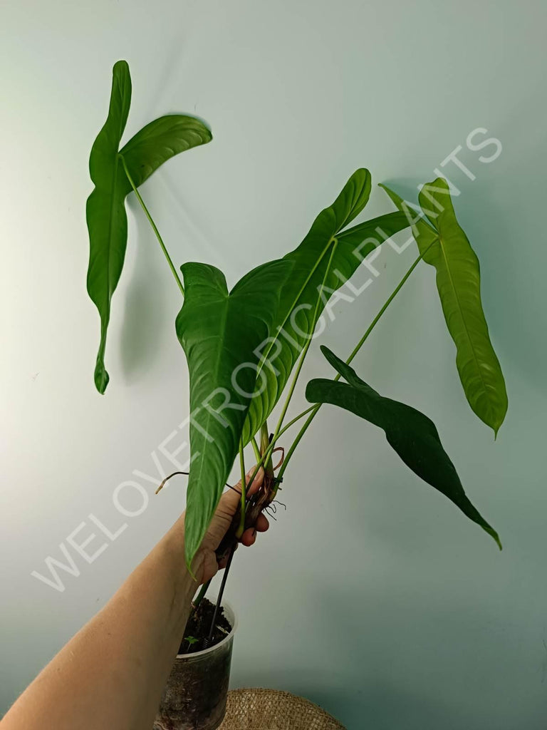 Philodendron sharoniae mosquera XXL