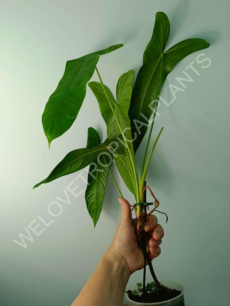 Philodendron sharoniae mosquera XXL