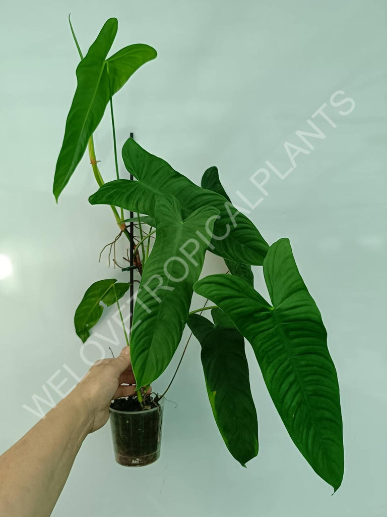 Philodendron sharoniae mosquera