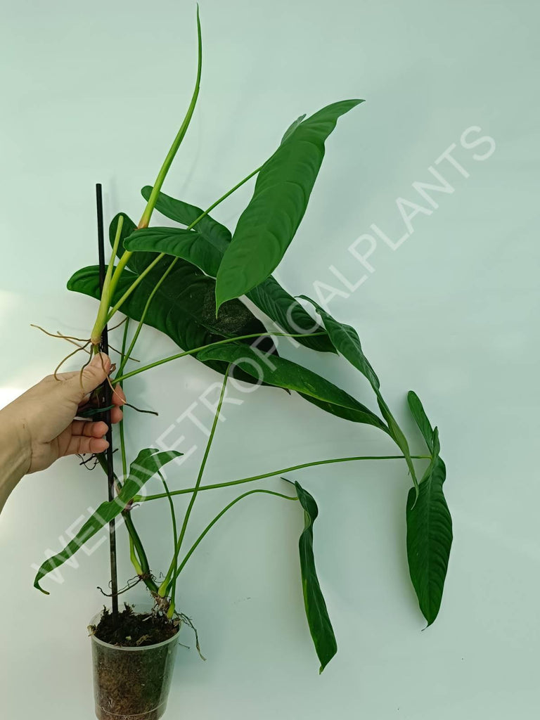 Philodendron sharoniae mosquera