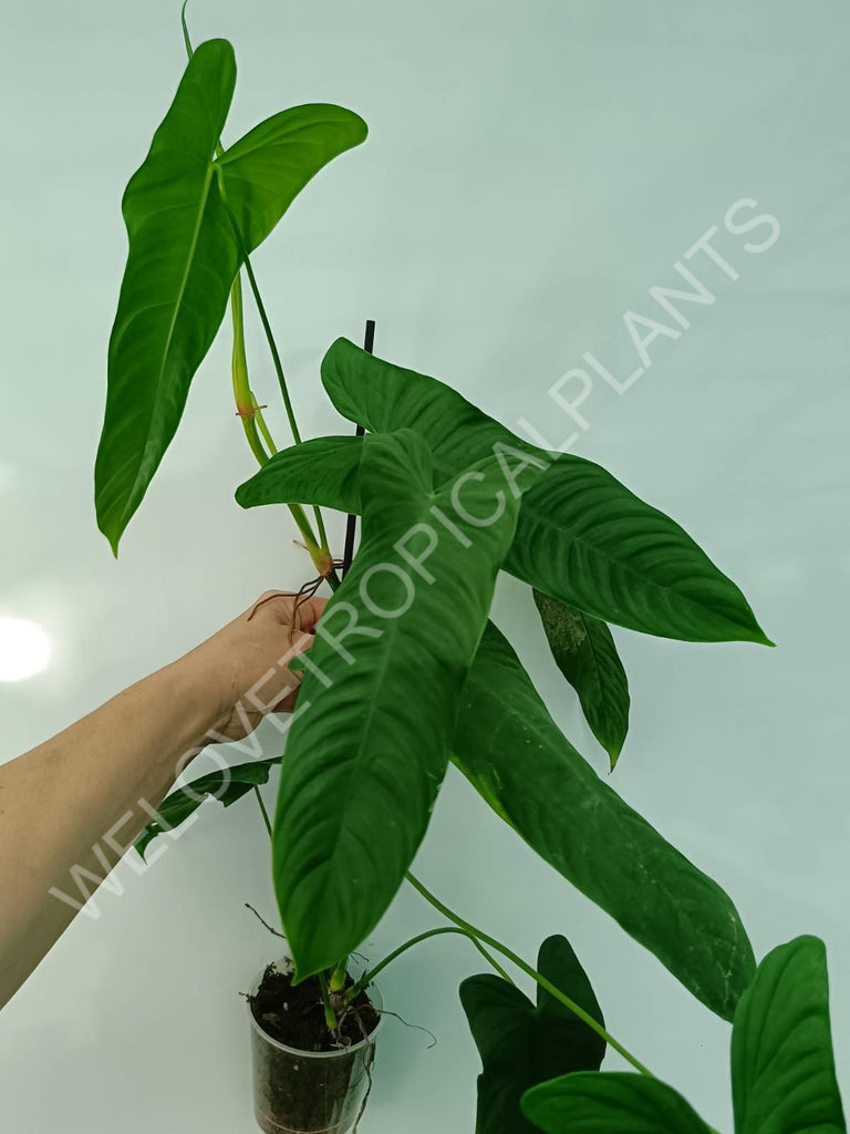 Philodendron sharoniae mosquera