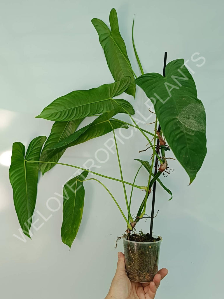 Philodendron sharoniae mosquera