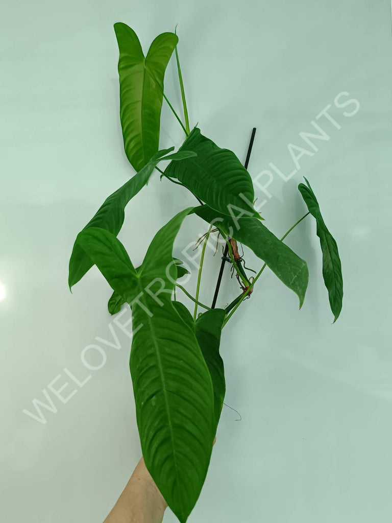 Philodendron sharoniae mosquera