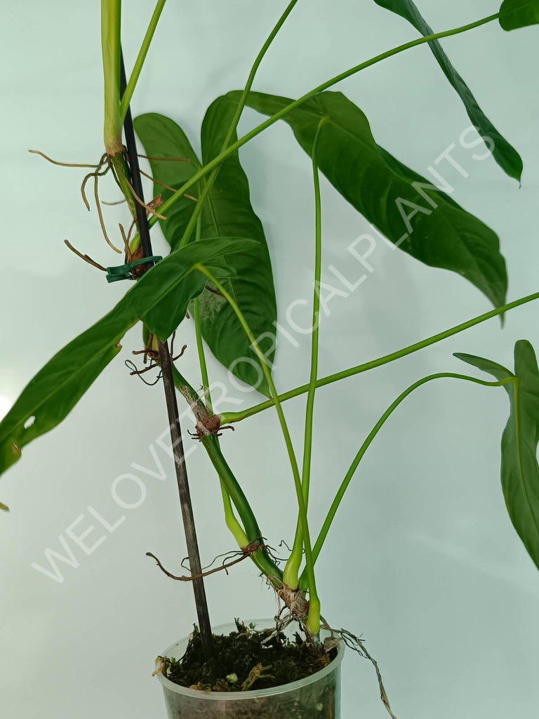 Philodendron sharoniae mosquera