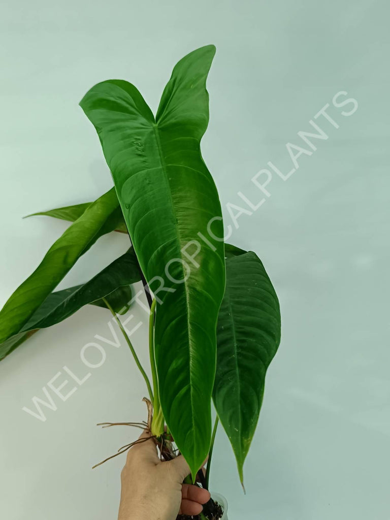 Philodendron sharoniae mosquera