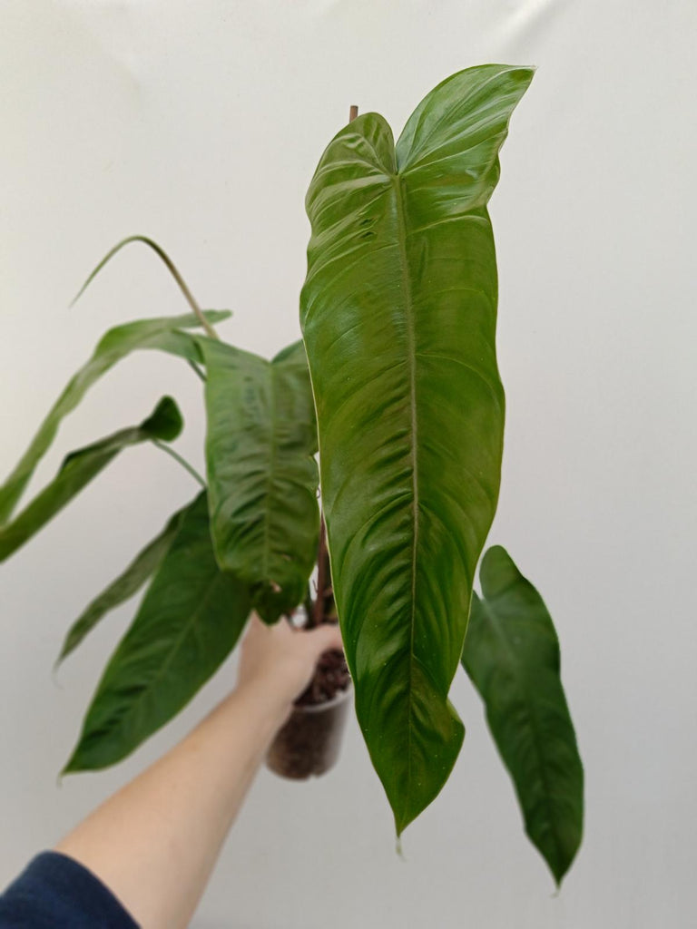 Philodendron sharoniae mosquera