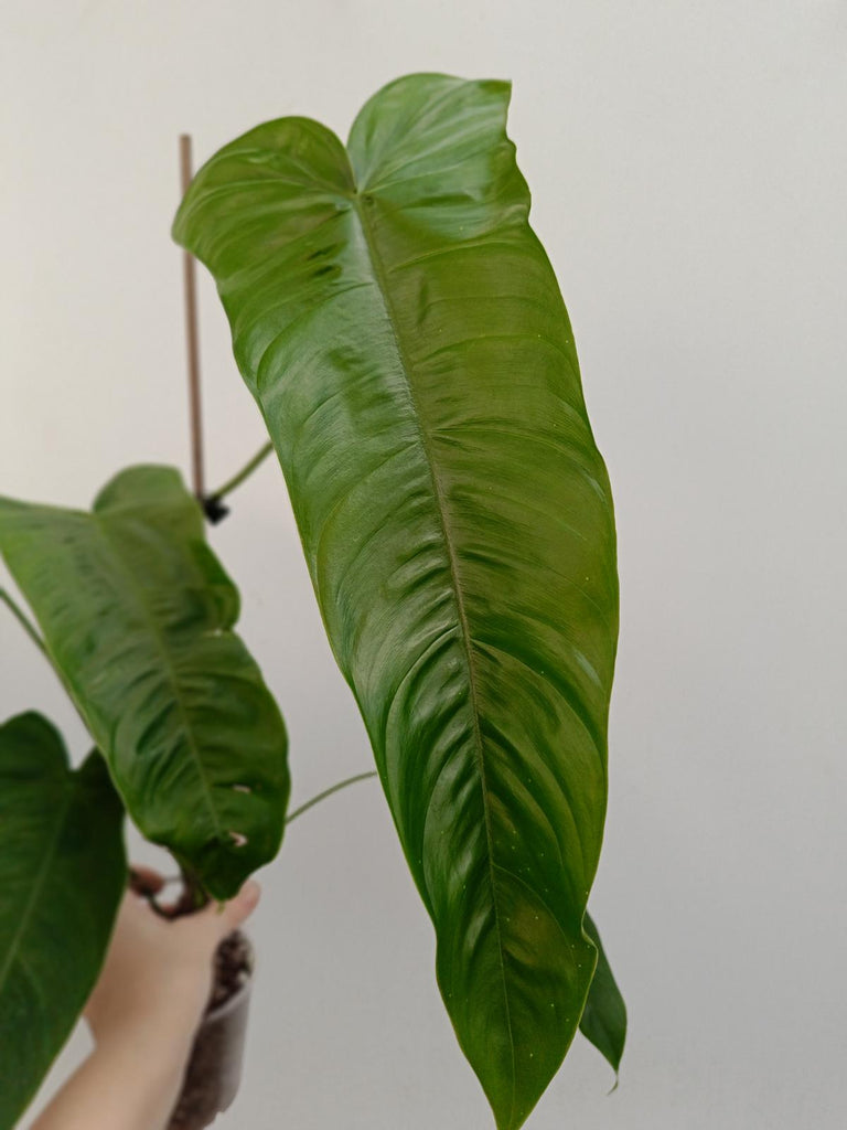 Philodendron sharoniae mosquera