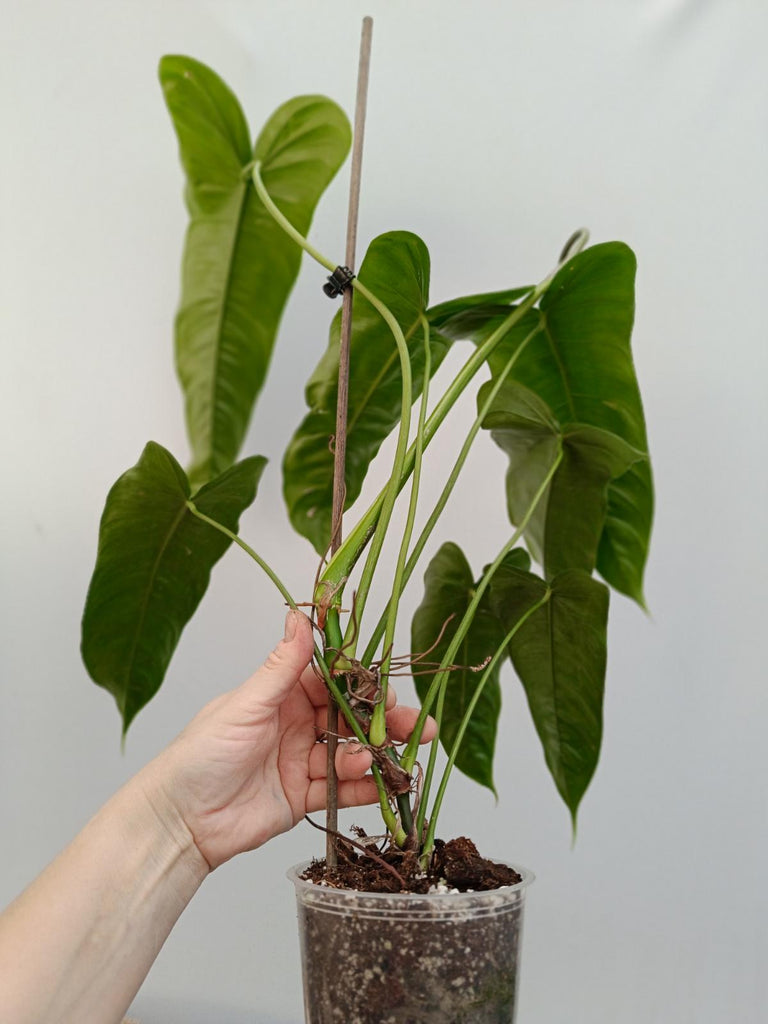 Philodendron sharoniae mosquera