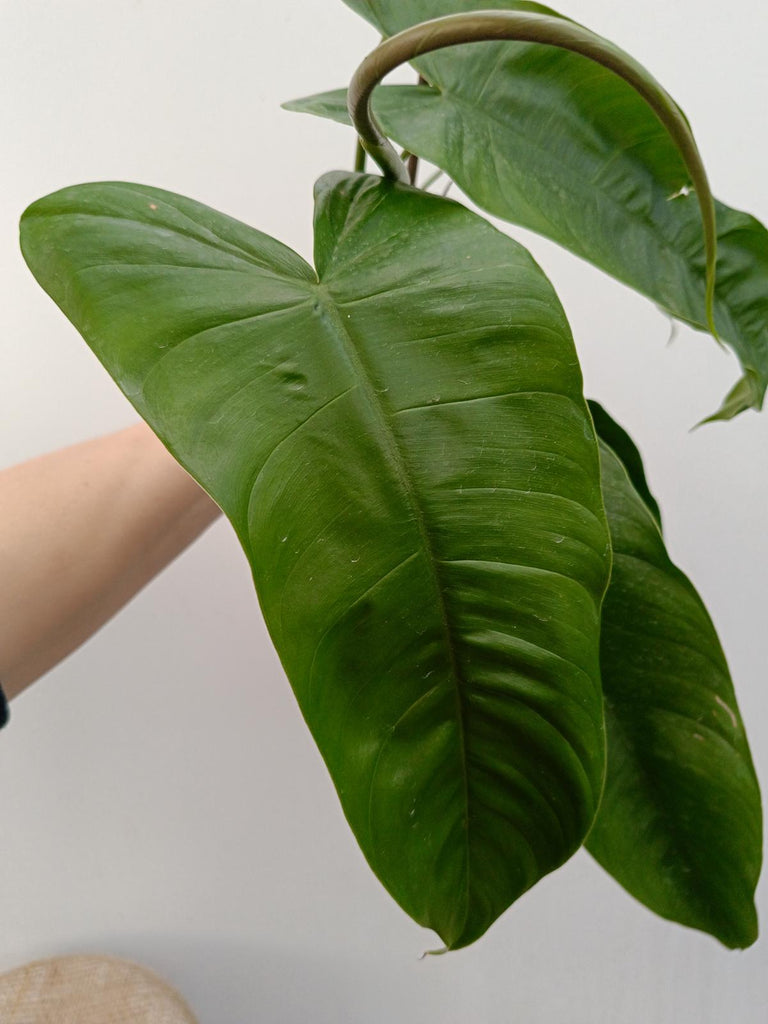 Philodendron sharoniae mosquera