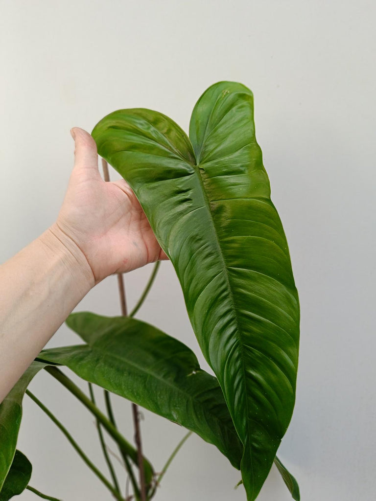 Philodendron sharoniae mosquera