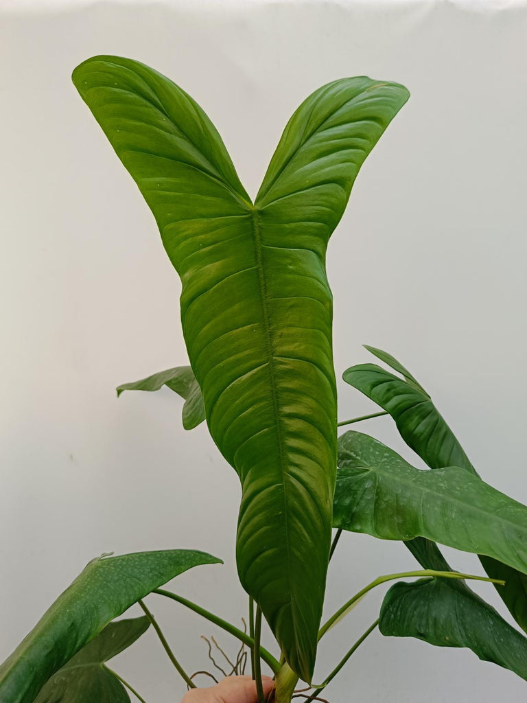 Philodendron sharoniae mosquera