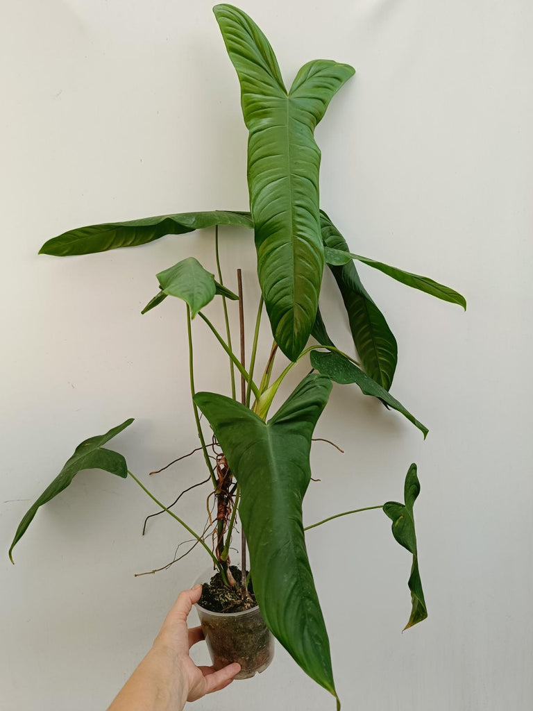 Philodendron sharoniae mosquera