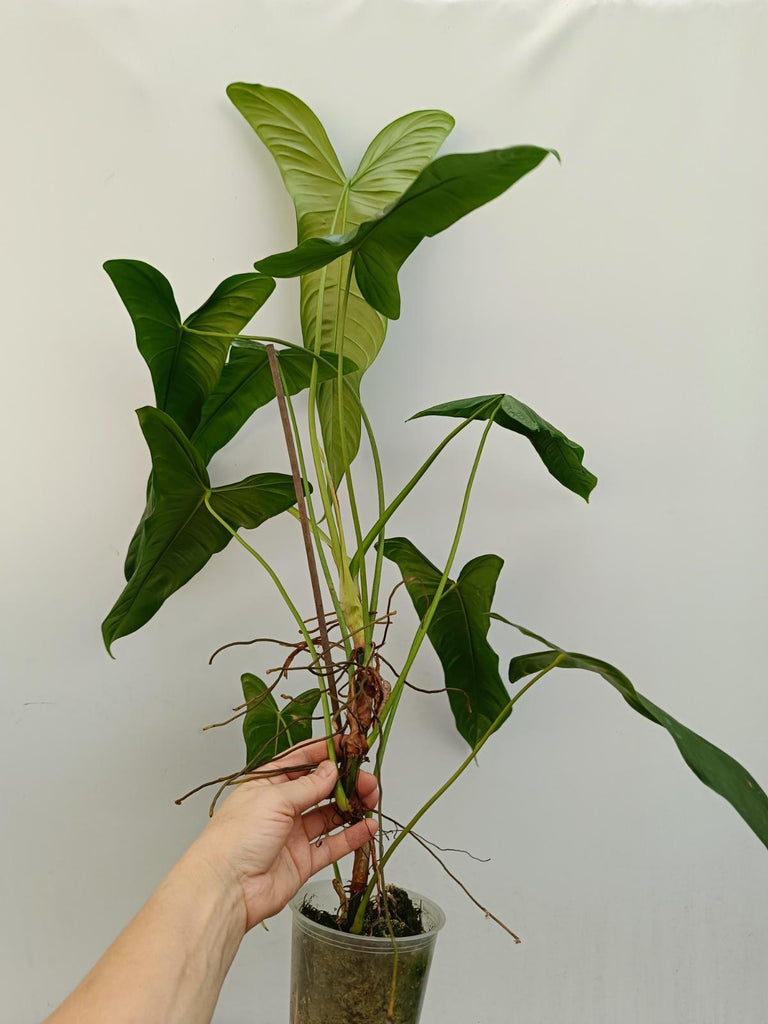 Philodendron sharoniae mosquera