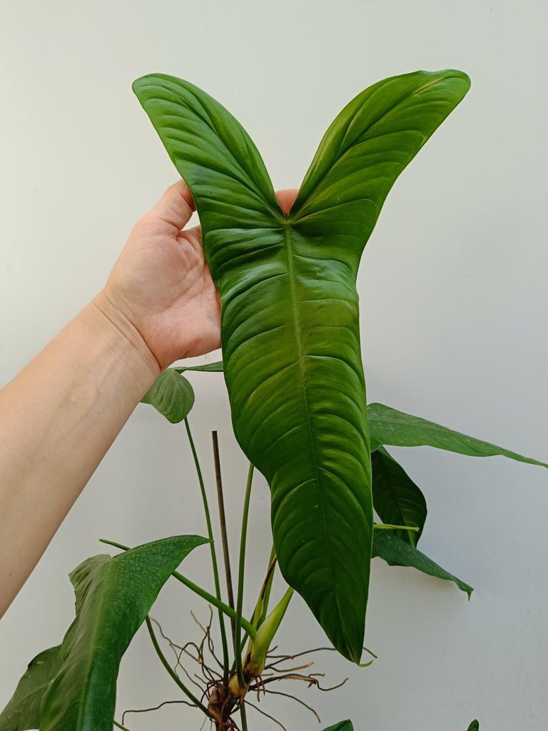 Philodendron sharoniae mosquera