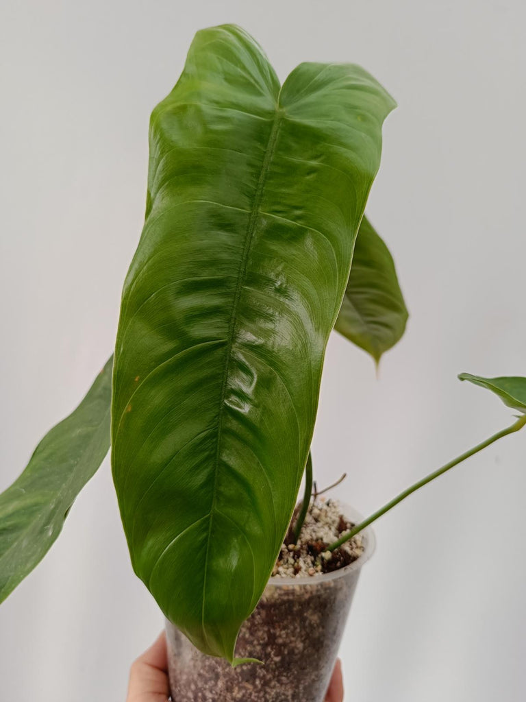 Philodendron sharoniae mosquera