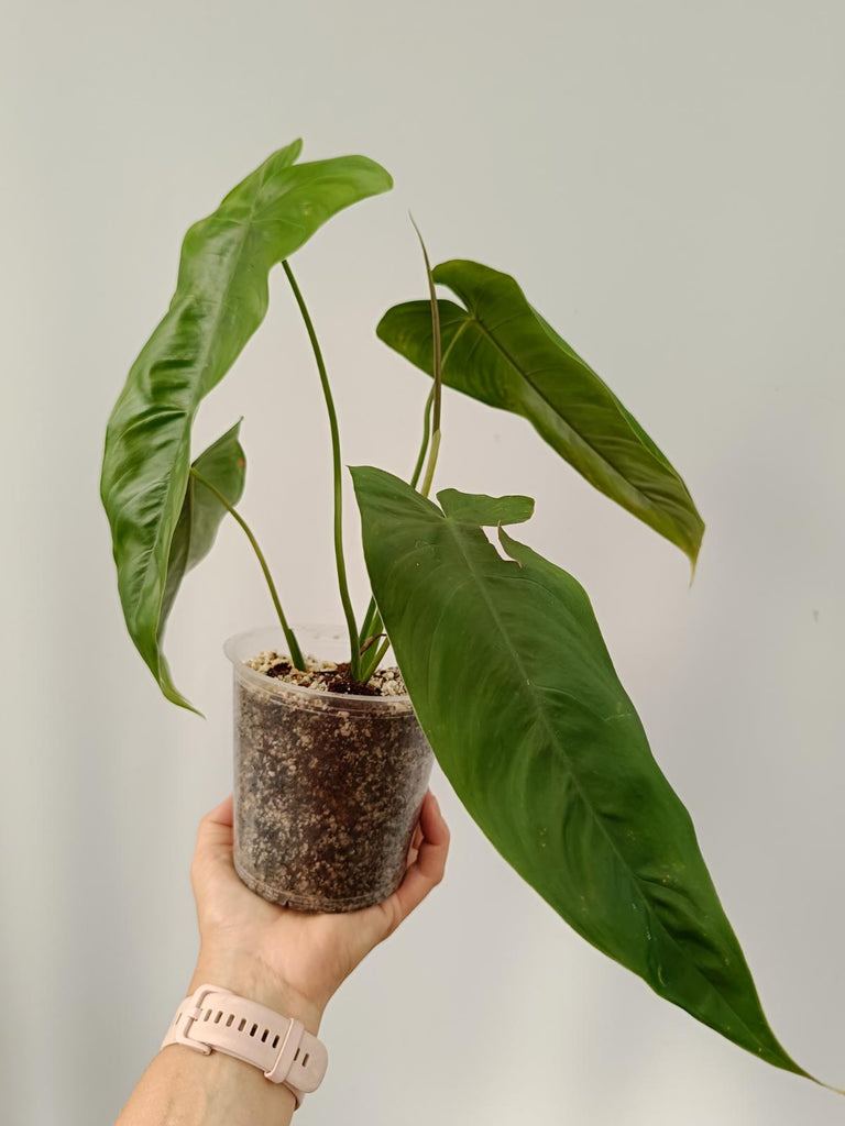 Philodendron sharoniae mosquera