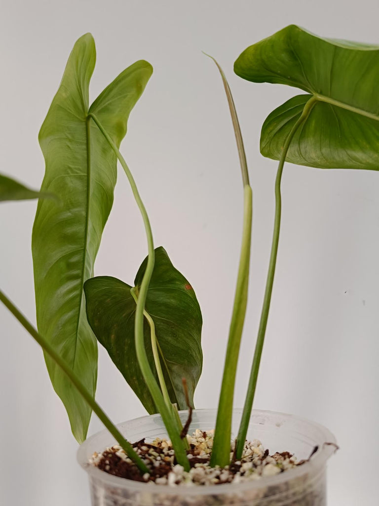 Philodendron sharoniae mosquera