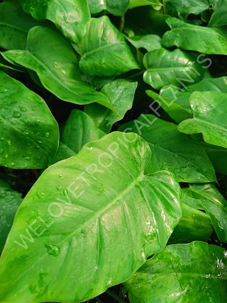 Philodendron snowdrift green