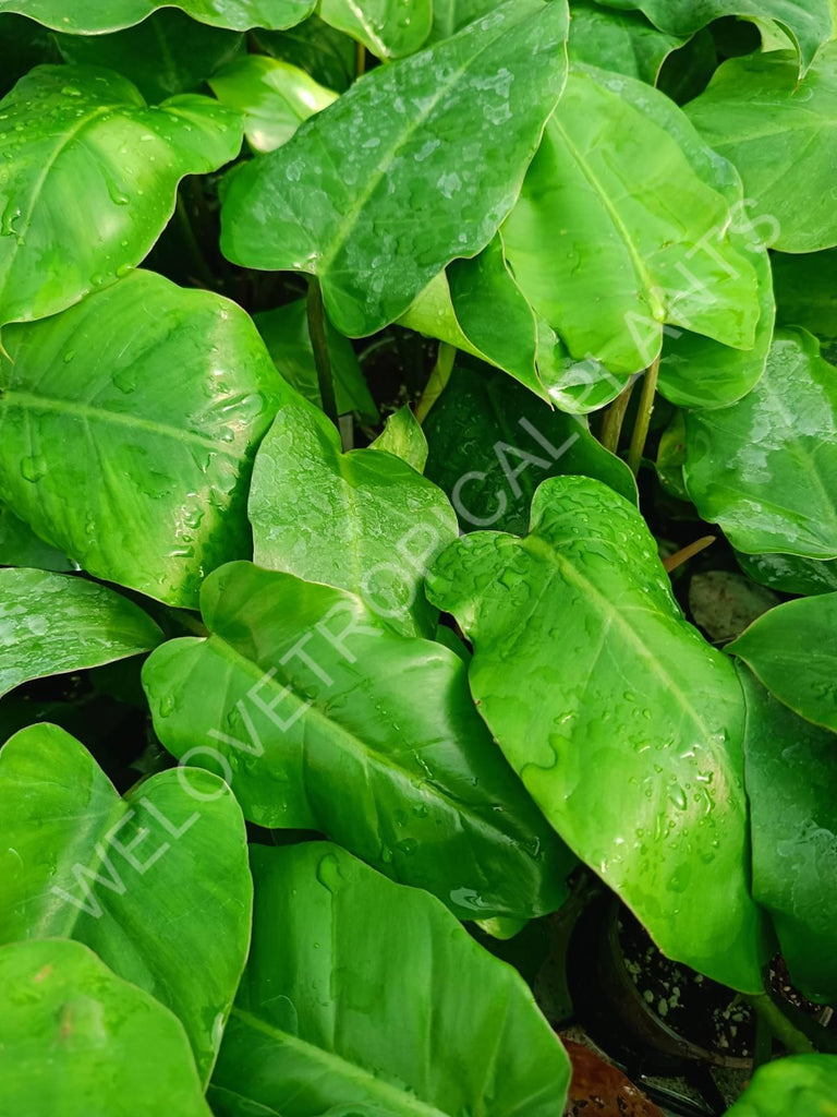 Philodendron snowdrift green