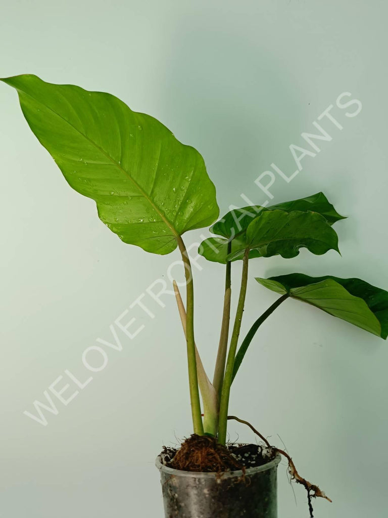 Philodendron snowdrift green